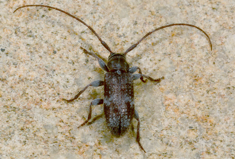 Exocentrus adspersus e Anaesthetis testacea, Cerambycidae